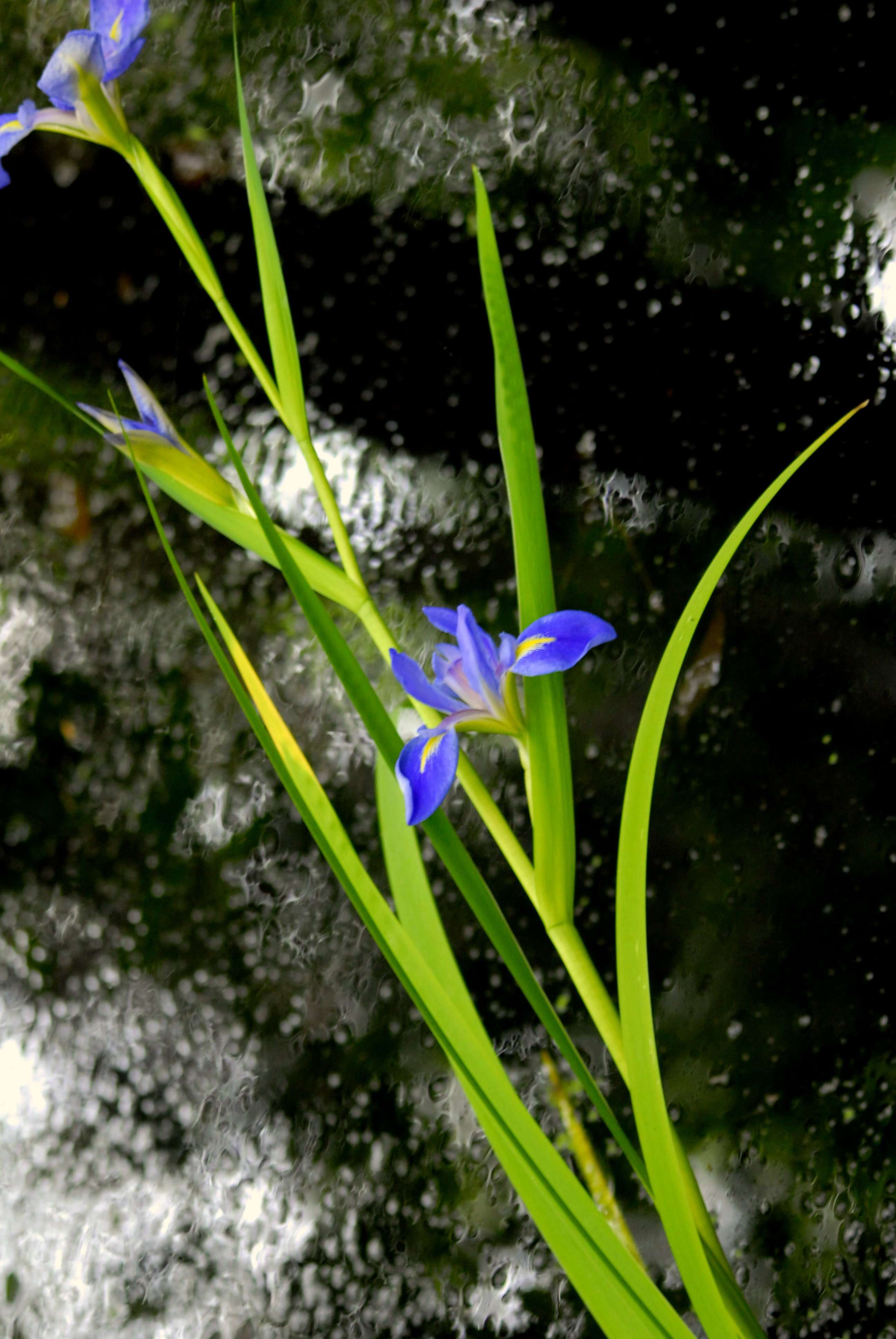 Image of Virginia iris