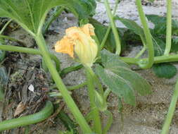 Image of field pumpkin