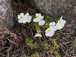 Слика од Ourisia caespitosa Hook. fil.