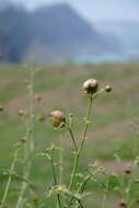 Scrophularia variegata M. Bieb. resmi