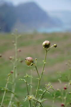 Image of Scrophularia variegata M. Bieb.