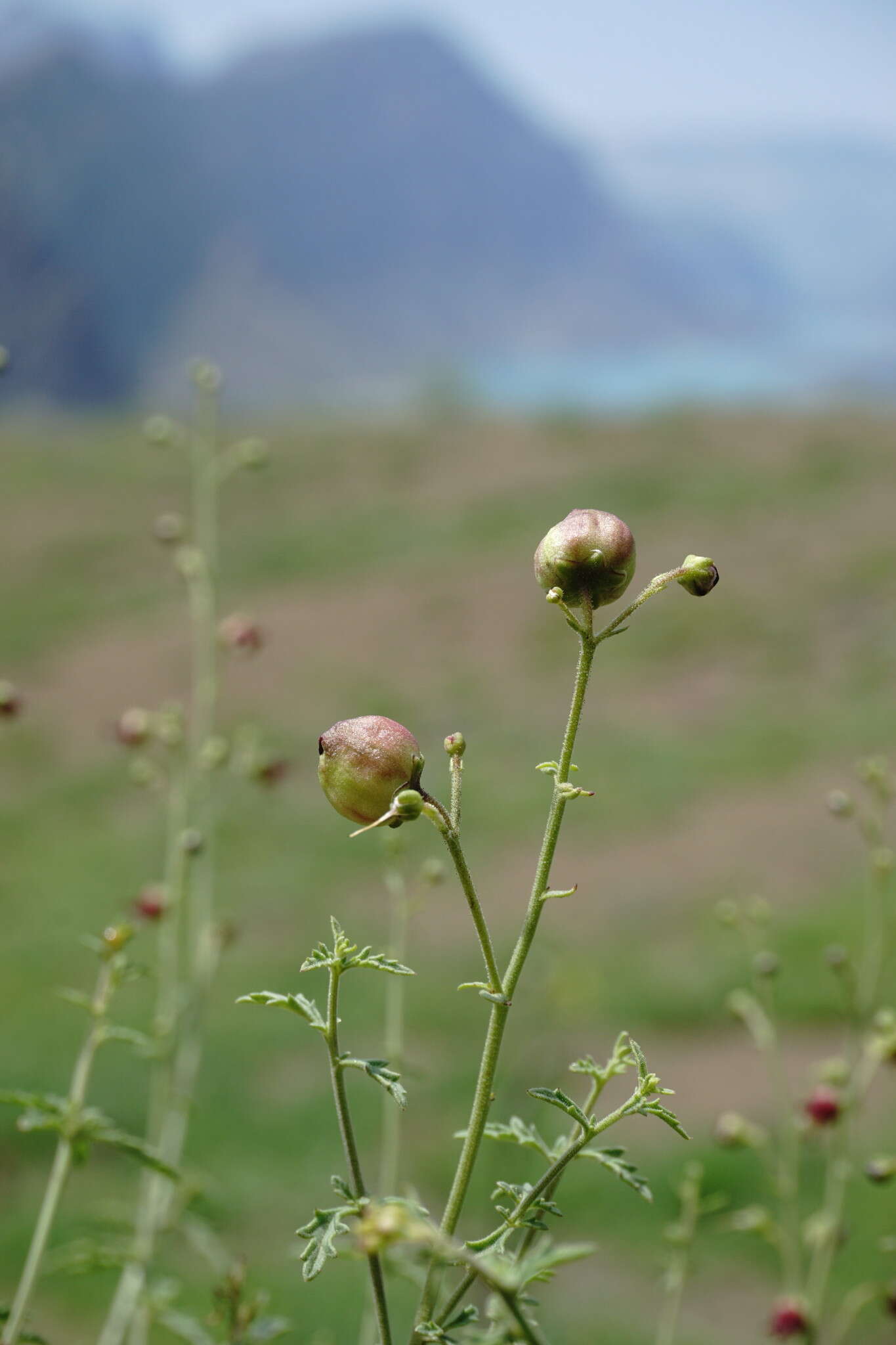 Scrophularia variegata M. Bieb. resmi