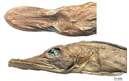 Plancia ëd Channichthys