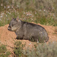 Image of hairy-nosed wombats