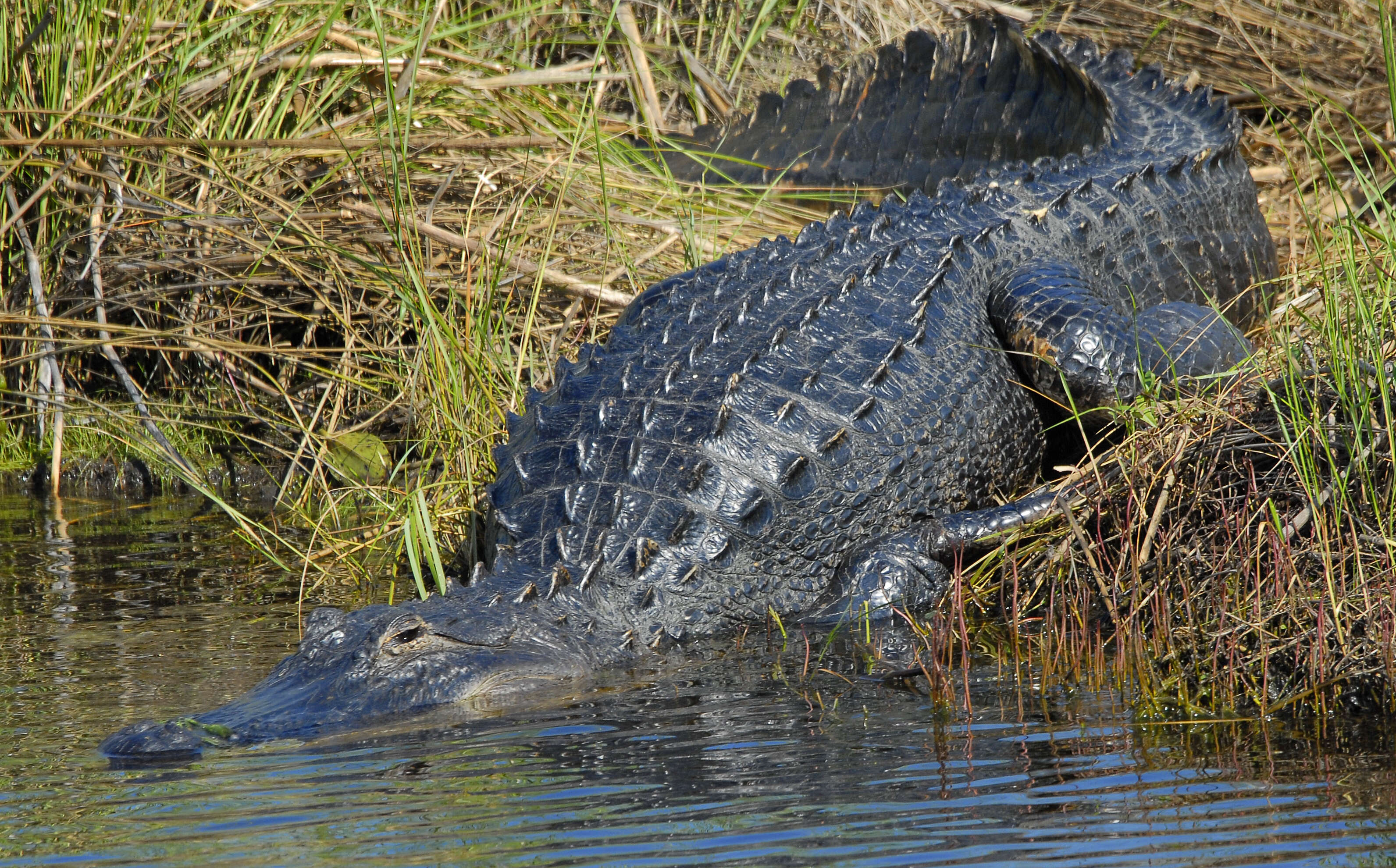 Image of alligators