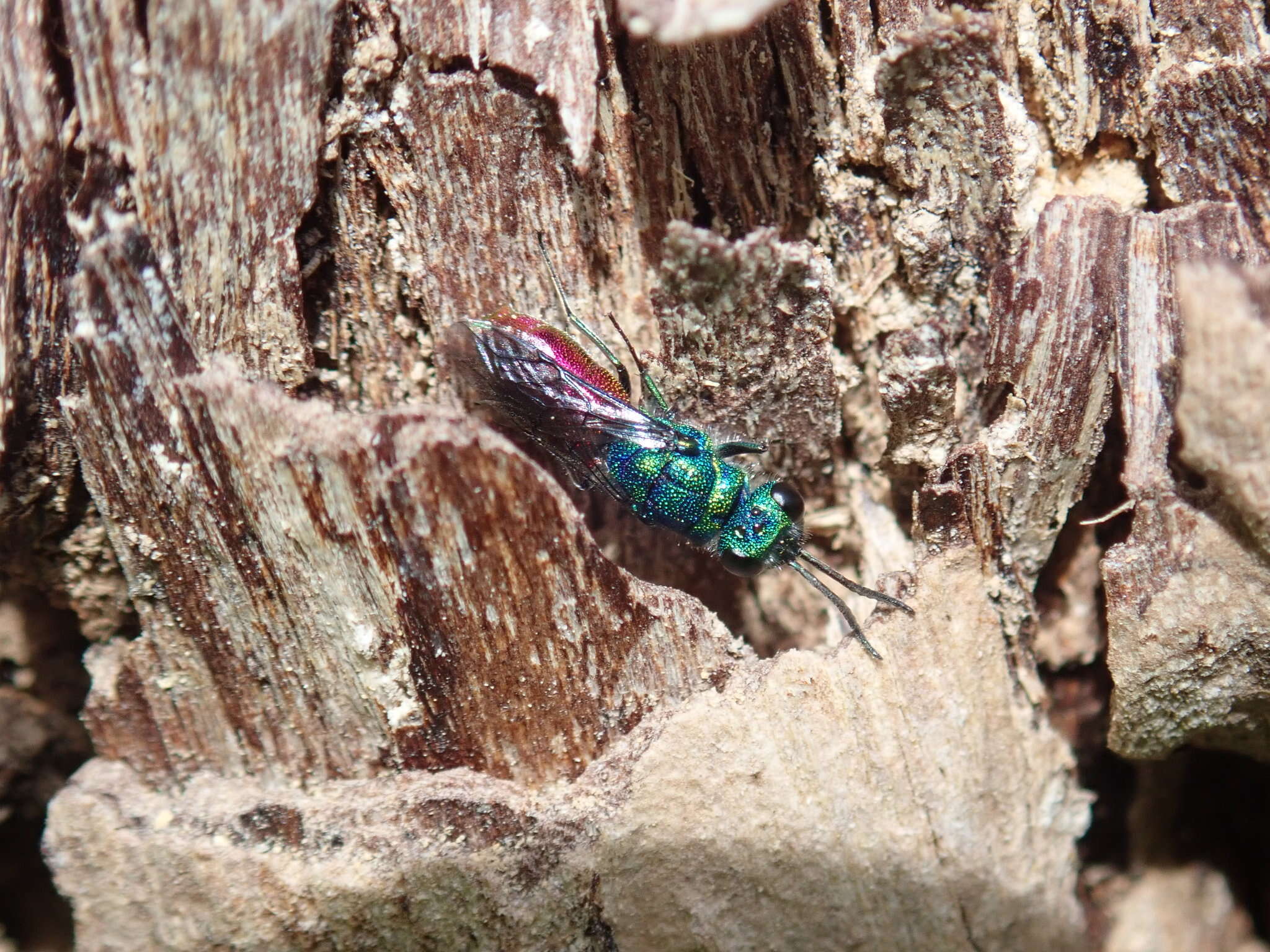 Plancia ëd <i>Chrysis ignita</i>