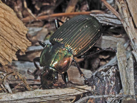 Image of Poecilus (Poecilus) cupreus cupreus (Linnaeus 1758)