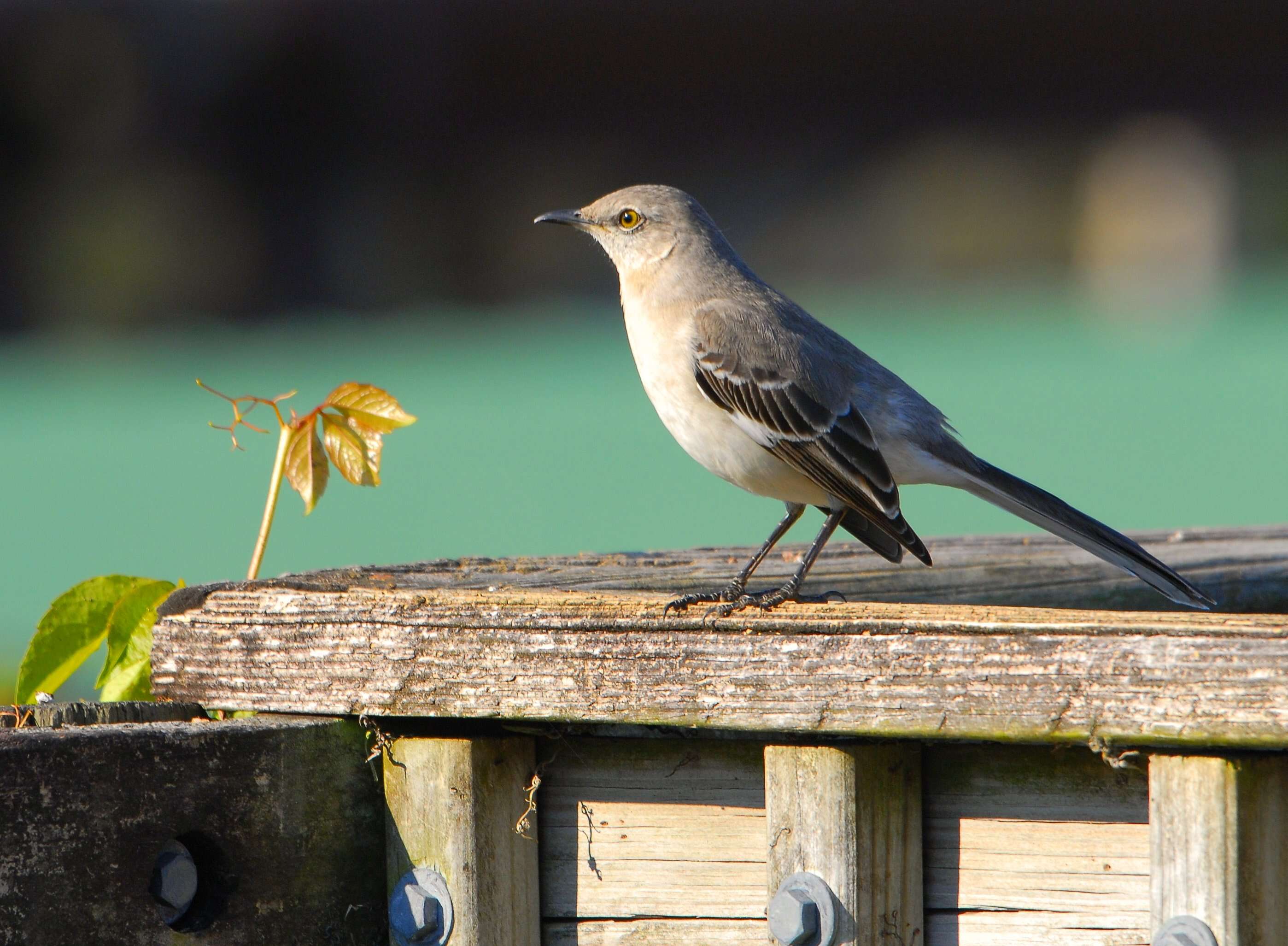 Image of Northern Mockingbird