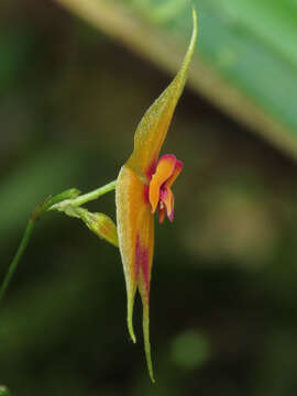 Image of Lepanthes discolor Luer & R. Escobar