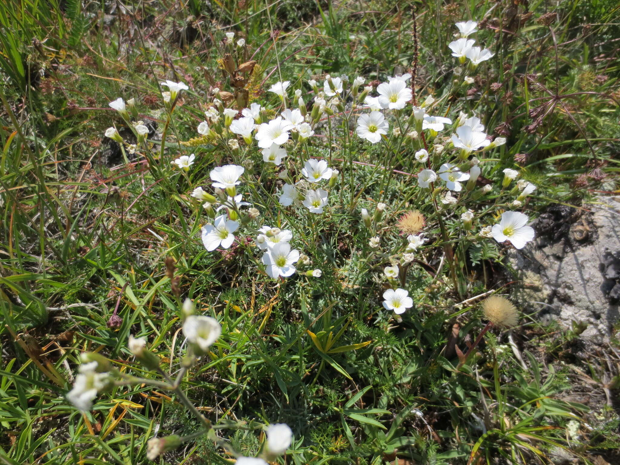 Image of Cherleria circassica (Albov) A. J. Moore & Dillenb.