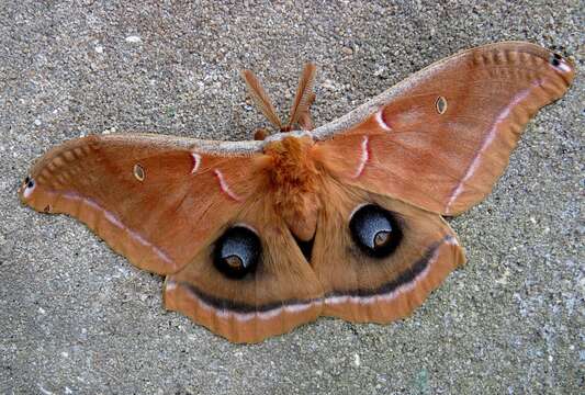 Image of Antheraea subgen. Telea Hübner (1819)