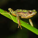 Image of Atelopus palmatus Andersson 1945