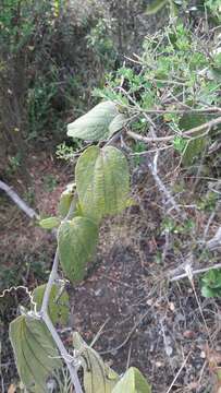 Imagem de Passiflora bogotensis Benth.