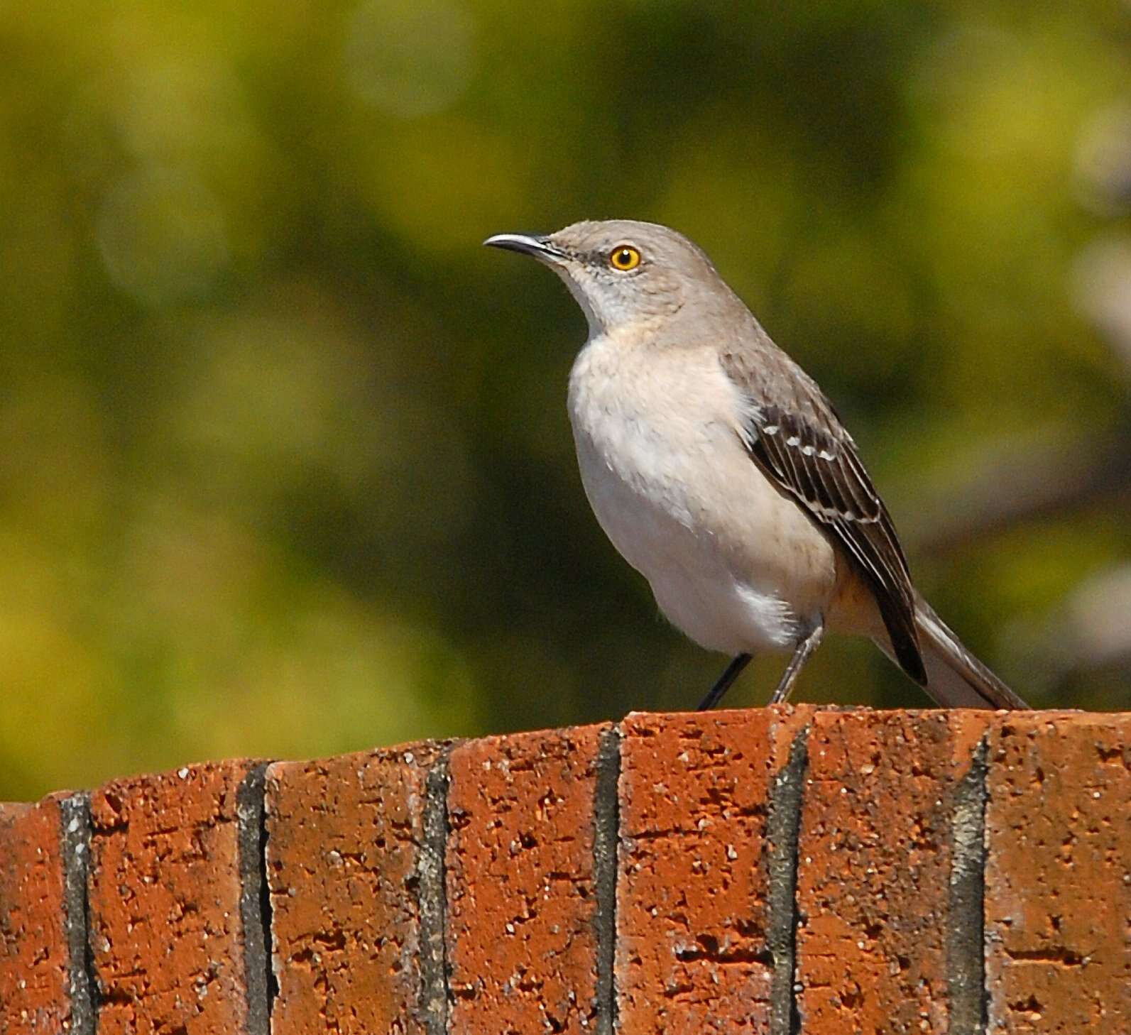 Image of Northern Mockingbird