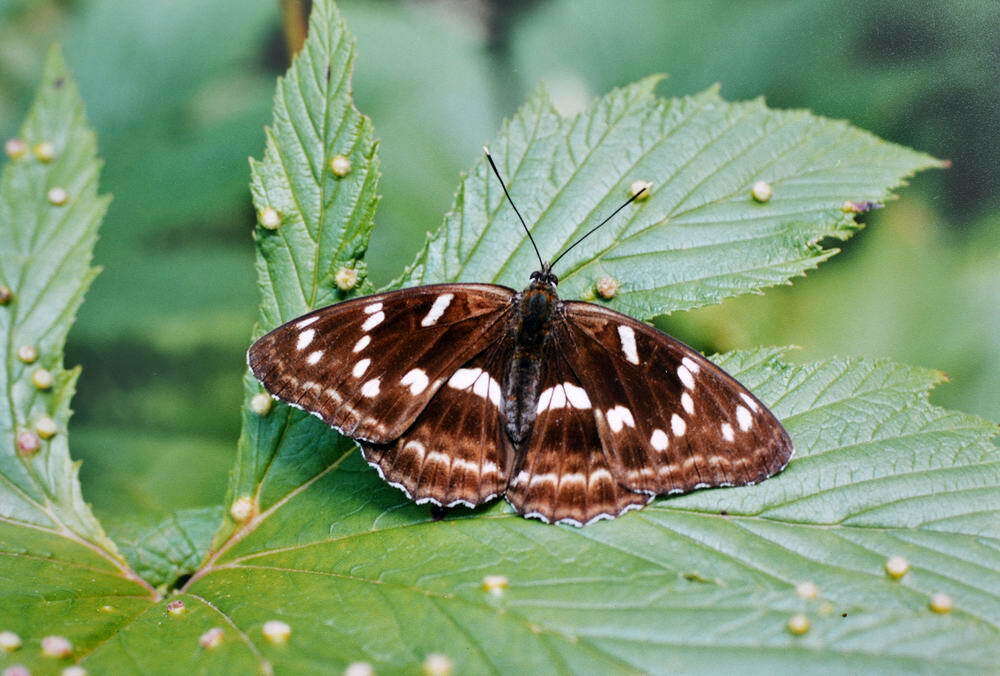 Image of Limenitis moltrechti Kardakoff 1928