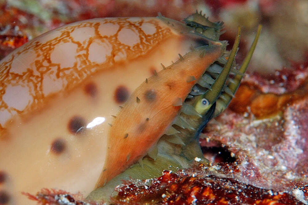 Image of jester cowrie