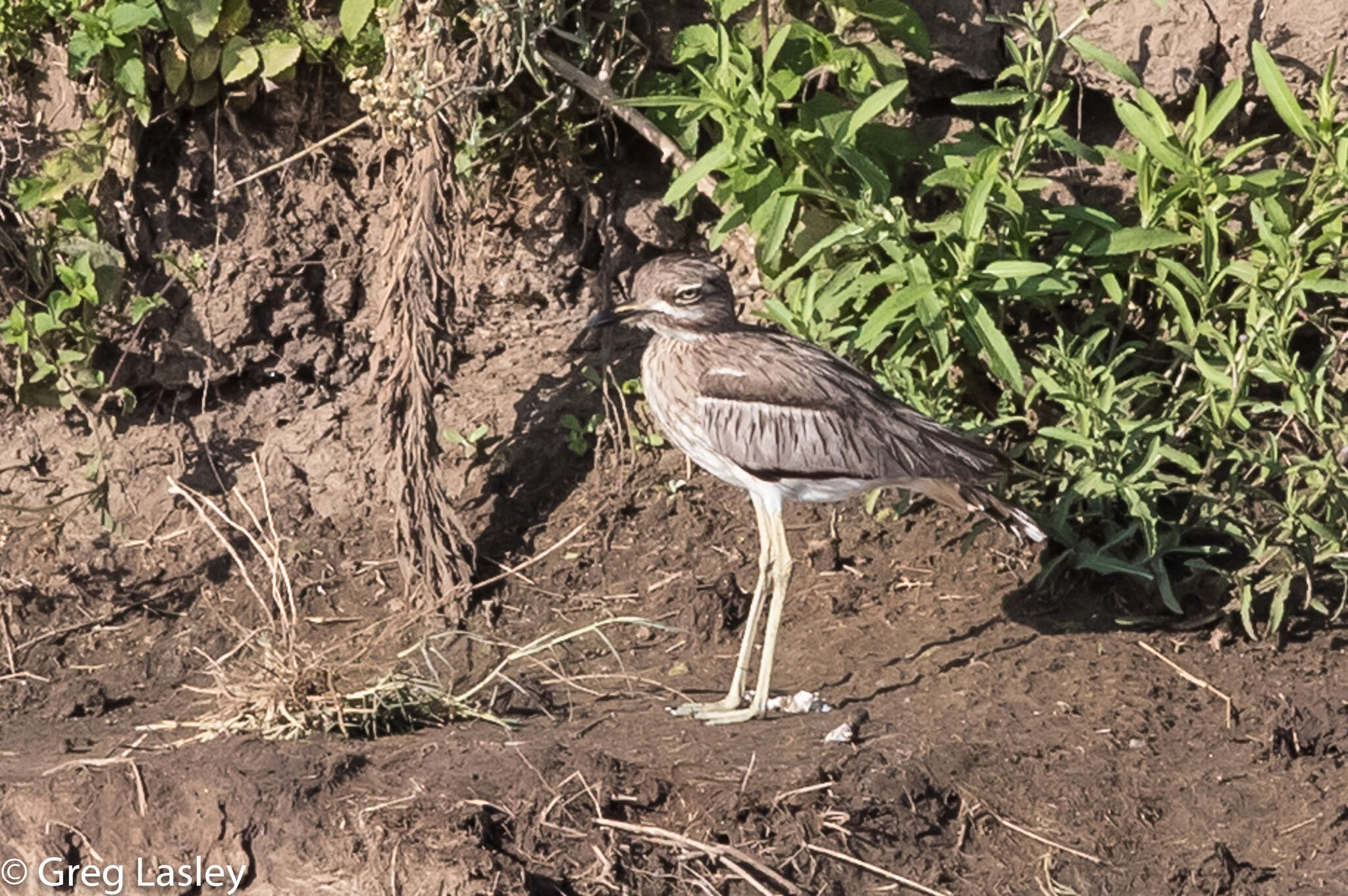 Image of Water Dikkop