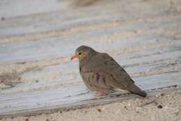 Image of Common Ground Dove