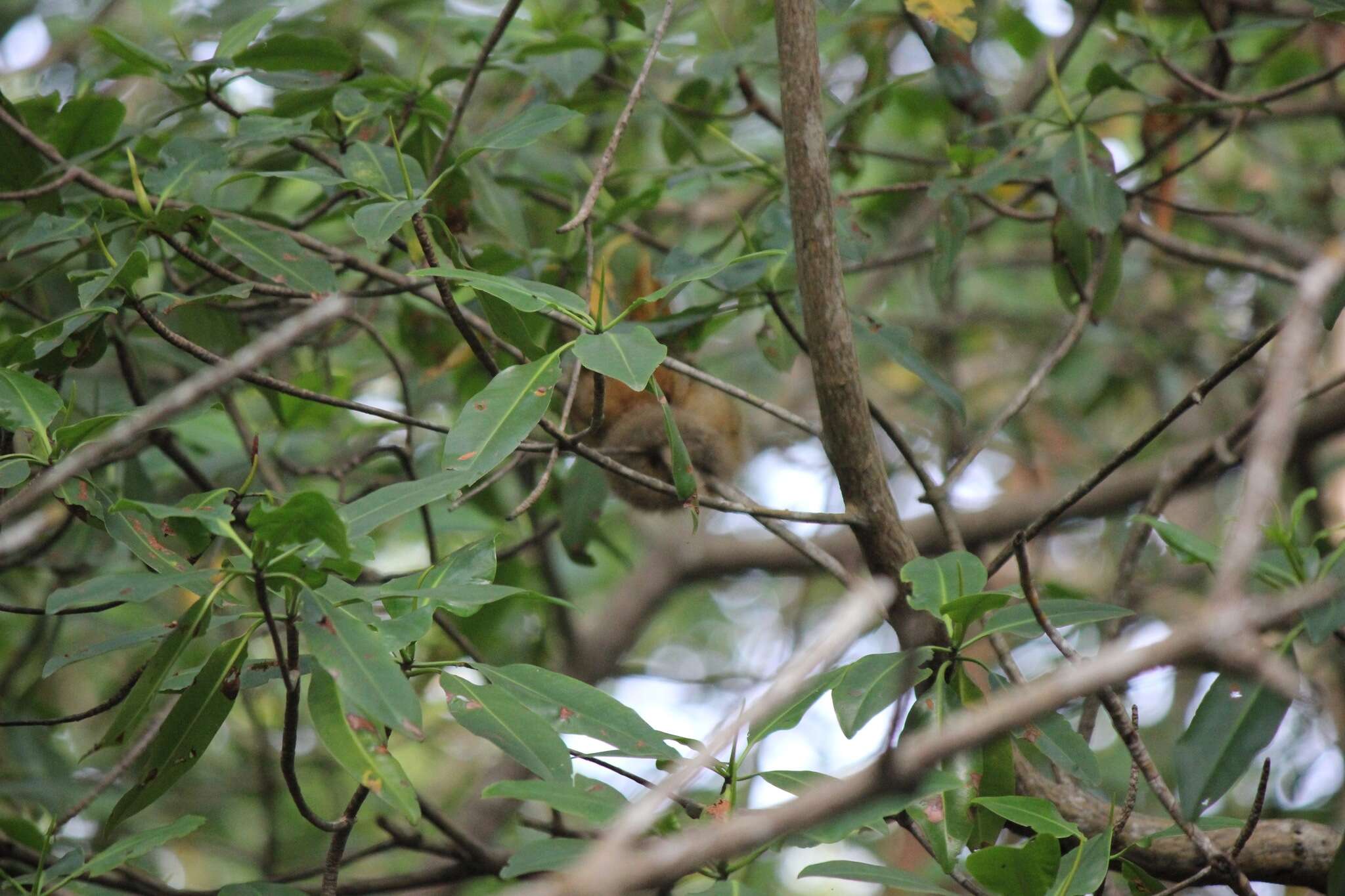 Image of silky anteaters