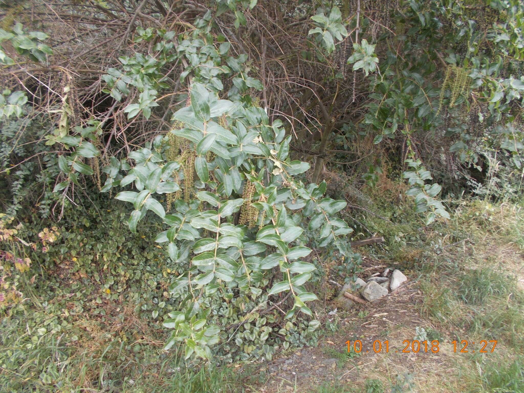 Image of <i>Coriaria <i>arborea</i></i> var. arborea