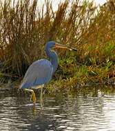 Image of Egretta Forster & T 1817