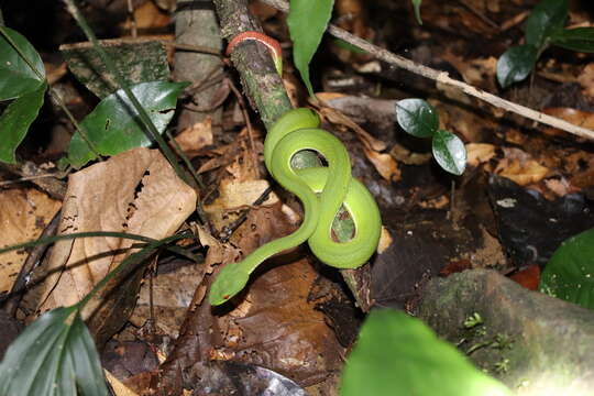 Image of Trimeresurus rubeus (Malhotra, Thorpe, Mrinalini & Stuart 2011)