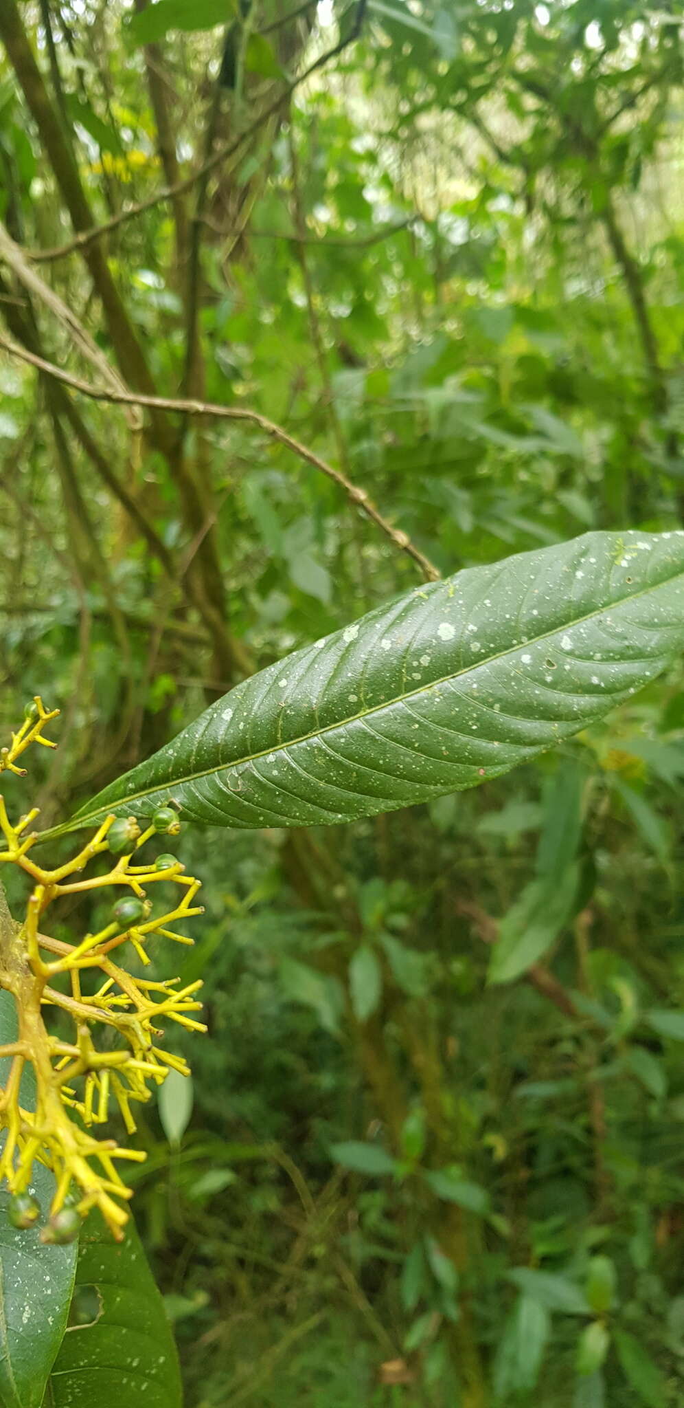 Image de Palicourea padifolia (Willd. ex Schult.) C. M. Taylor & Lorence