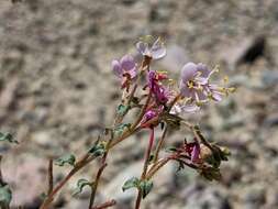 Image of Booth's evening primrose