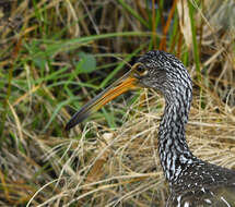 Image of limpkins