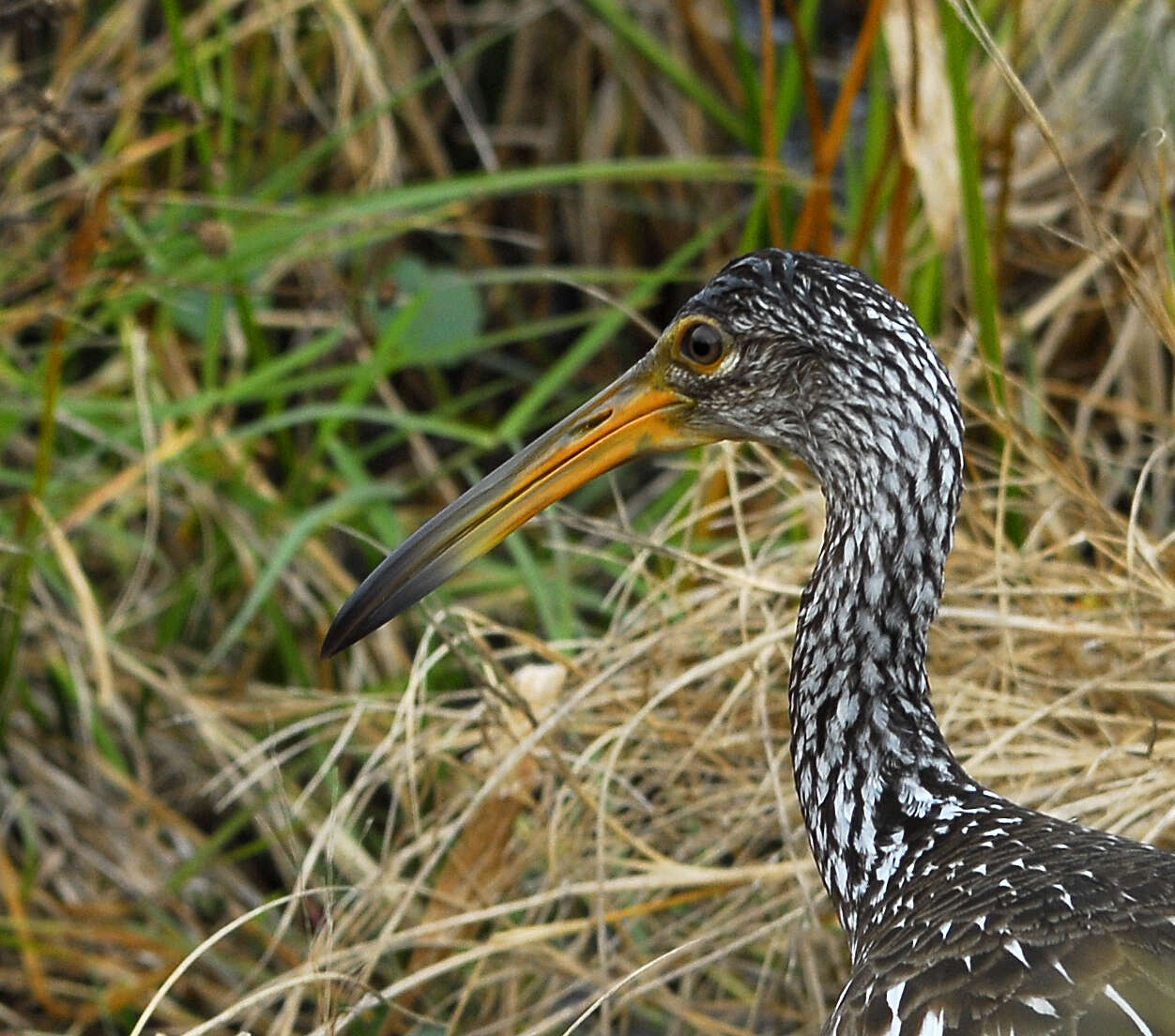 Image of limpkins