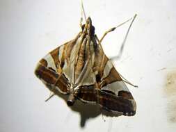 Agrioglypta itysalis Walker 1859 resmi