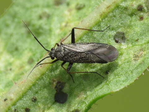 Image of Plant bug