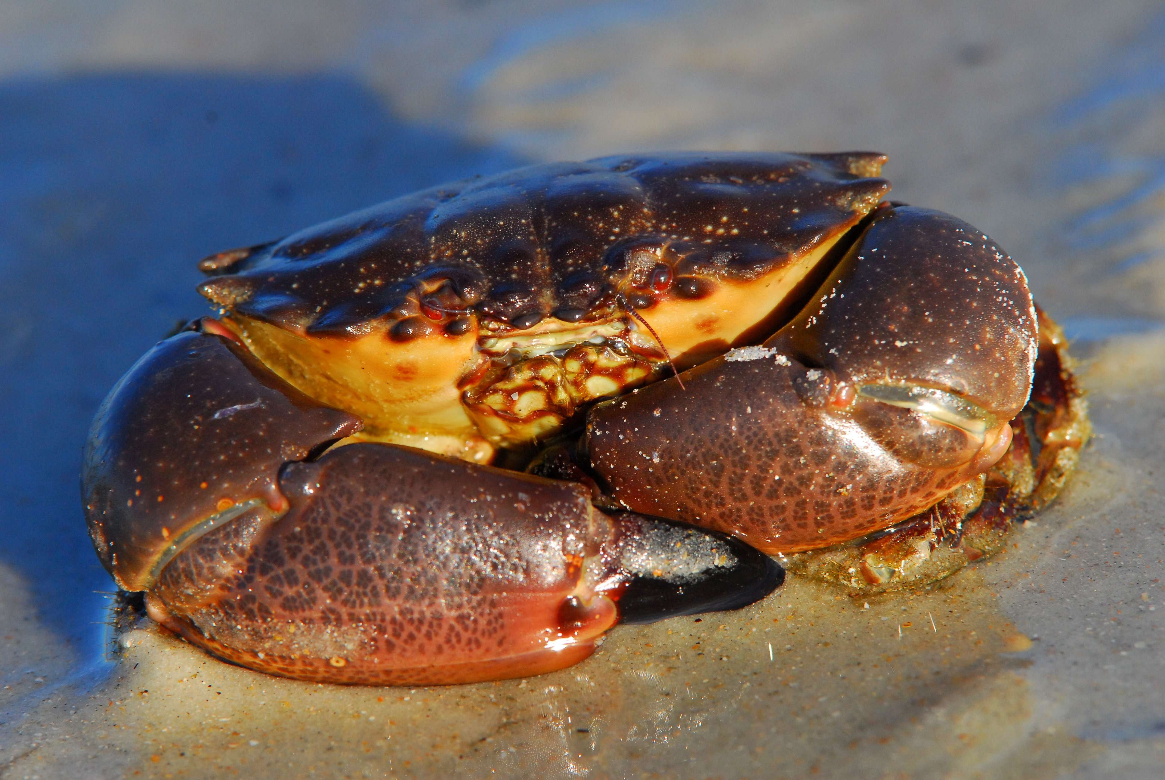 Image of Florida stone crab