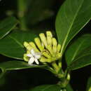 Image de Chassalia gaertneroides (Cordem.) Verdc.