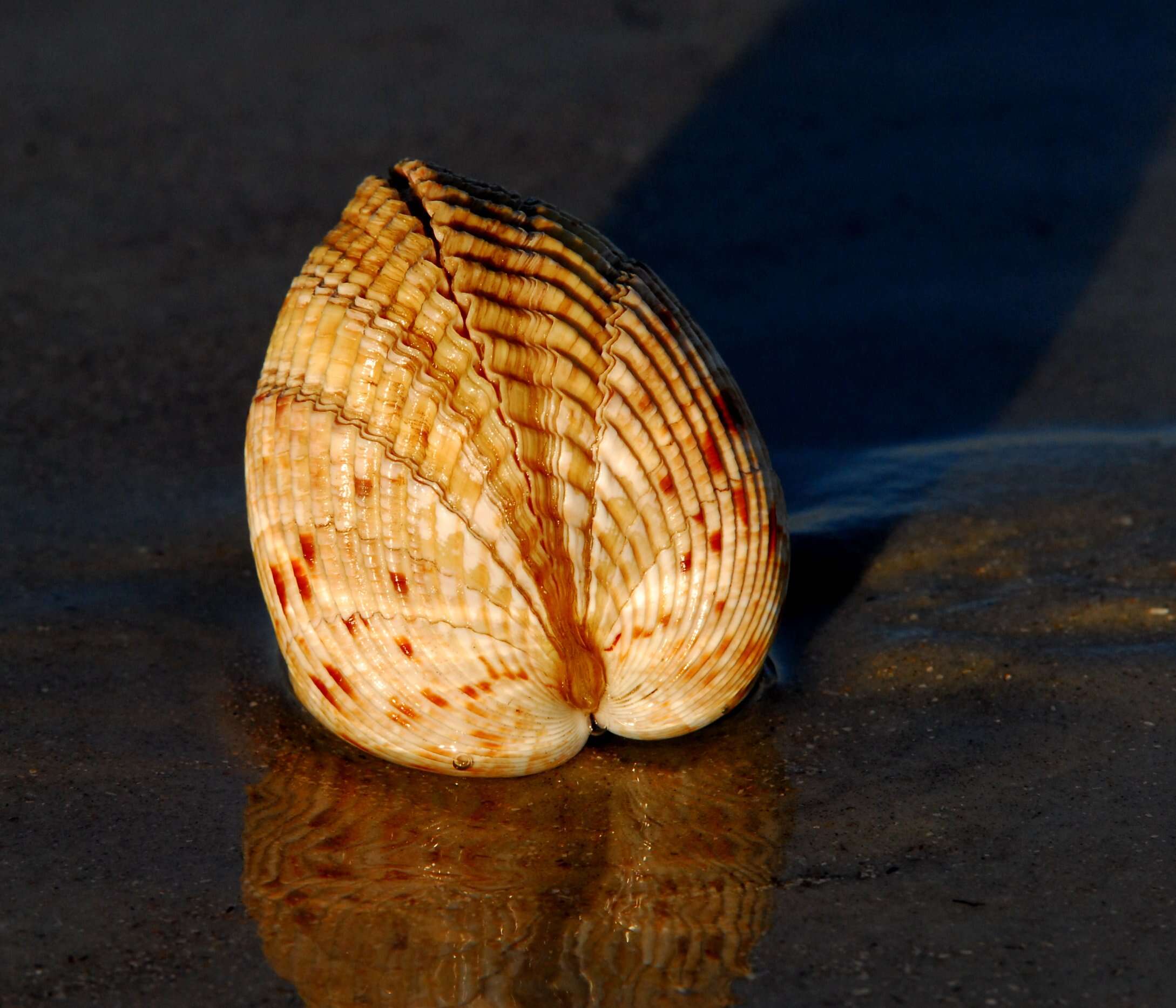 Image of Dinocardium Dall 1900