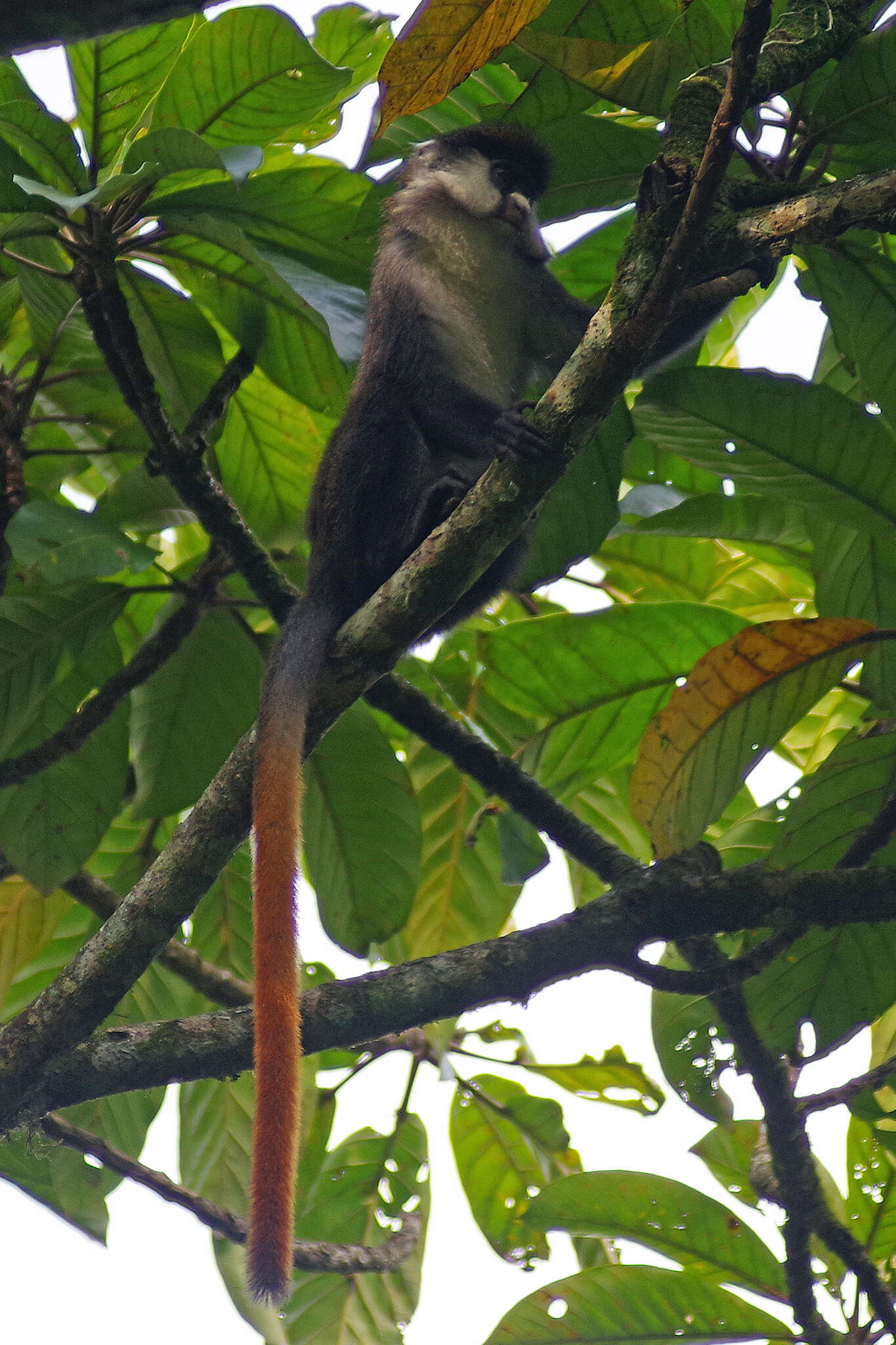 Image of Black-cheeked White-nosed Monkey