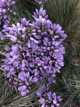 Image of Gentianella foliosa (Kunth) Fabris.