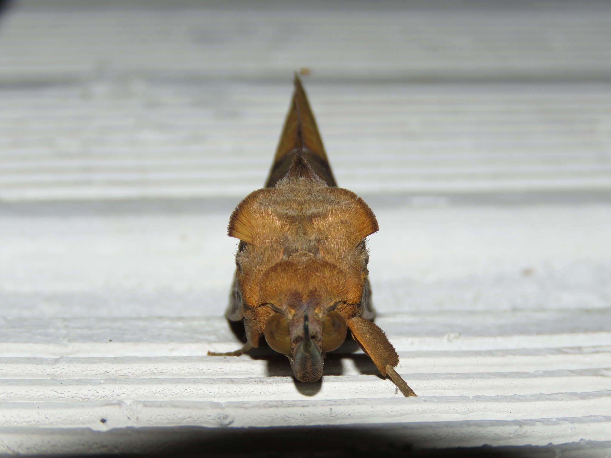 Image of Eudocima serpentifera (Walker 1858)