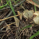 Слика од Entoloma araneosum (Quél.) M. M. Moser 1978