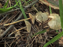 Слика од Entoloma araneosum (Quél.) M. M. Moser 1978