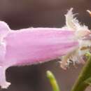 صورة Eremophila dempsteri F. Muell.