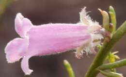 Image of Eremophila dempsteri F. Muell.