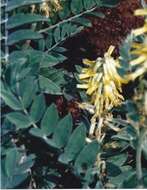Image of giant milkvetch
