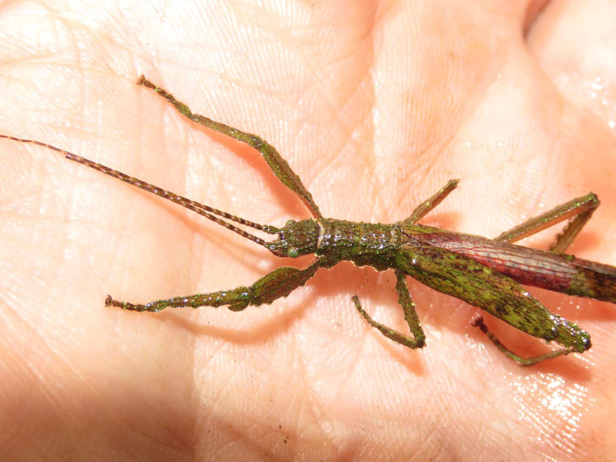 Image of Prisopus bifidus Conle, Hennemann & Gutiérrez 2011