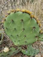 Image of Cactus-apple