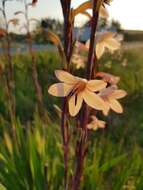 Image of bulbil bugle-lily