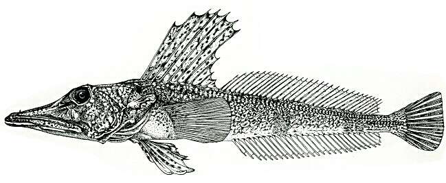 Plancia ëd Channichthys