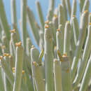 Image de Euphorbia arbuscula Balf. fil.