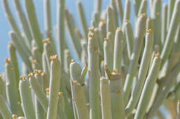 Image of Euphorbia arbuscula Balf. fil.