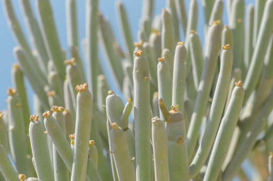 Imagem de Euphorbia arbuscula Balf. fil.